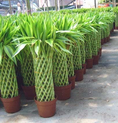 2011年家居旺财旺家的28种植物 2011年家居旺财旺家的28种植物