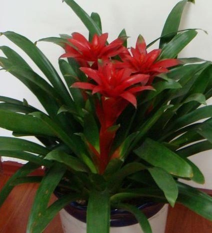 2011年家居旺财旺家的28种植物 2011年家居旺财旺家的28种植物